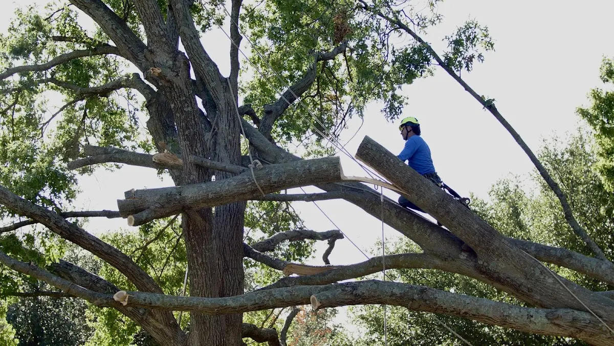 Professional Crown Thinning performed by certified arborists in Ocean Grove